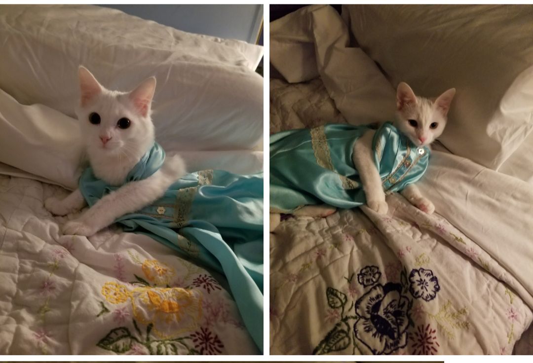 The Times Cutest Pets of Winter 2018